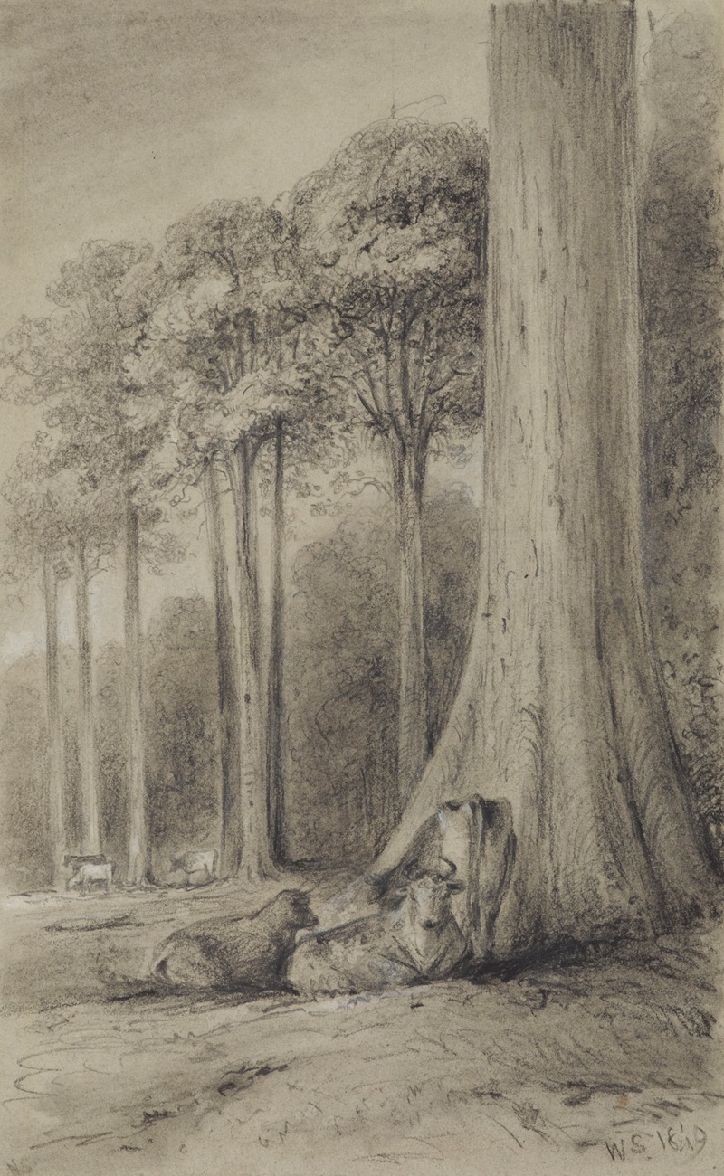 William Swainson - White pines, Hutt Forest