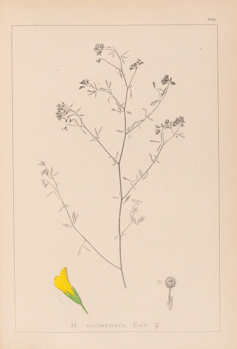 Louis Antoine Cusin - Herbier de la flore française Pl.0253