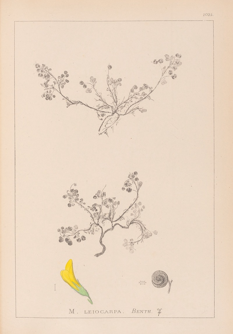 Louis Antoine Cusin - Herbier de la flore française Pl.0262