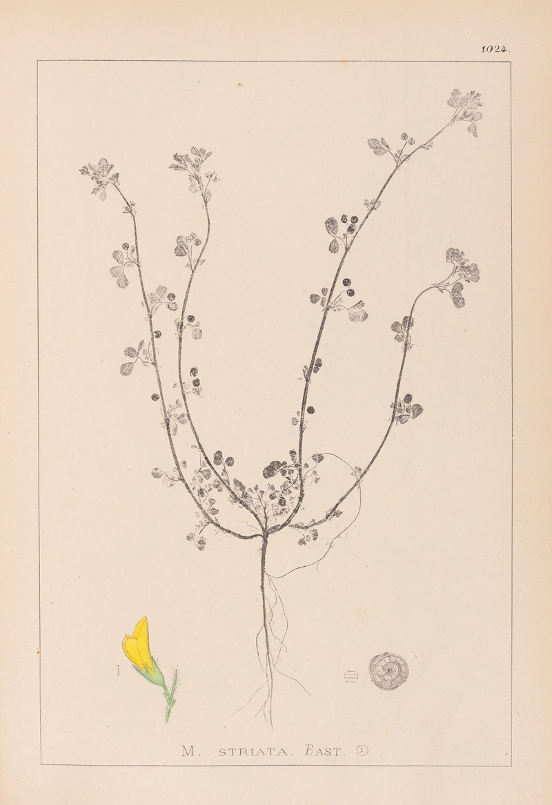 Louis Antoine Cusin - Herbier de la flore française Pl.0263