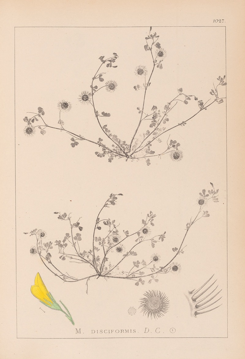 Louis Antoine Cusin - Herbier de la flore française Pl.0265