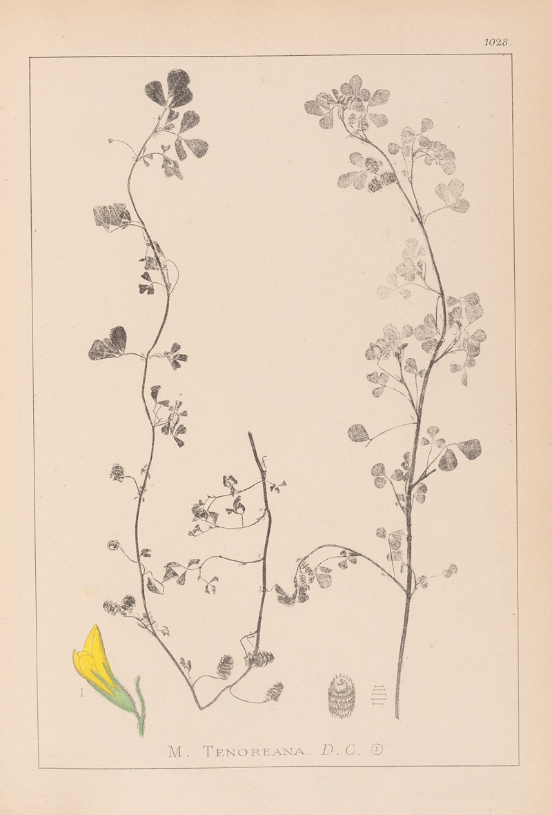 Louis Antoine Cusin - Herbier de la flore française Pl.0266