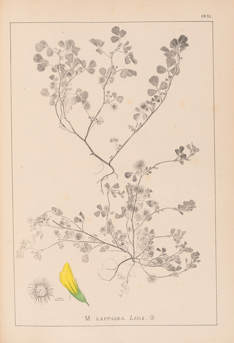 Louis Antoine Cusin - Herbier de la flore française Pl.0272