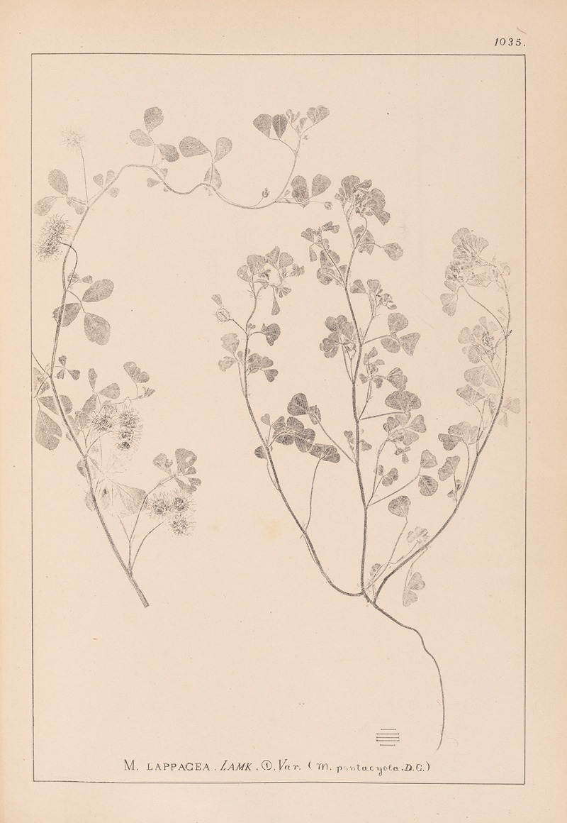 Louis Antoine Cusin - Herbier de la flore française Pl.0273