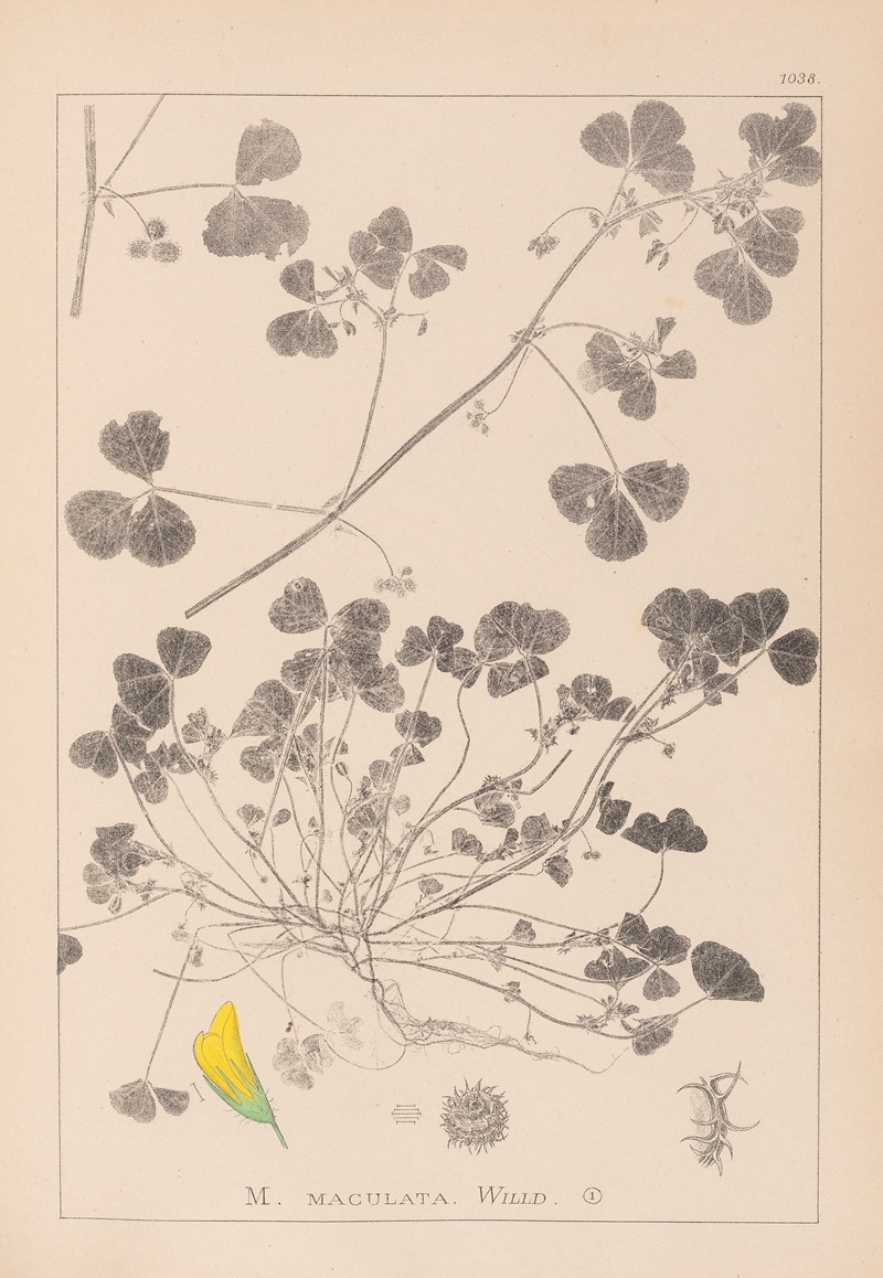 Louis Antoine Cusin - Herbier de la flore française Pl.0276