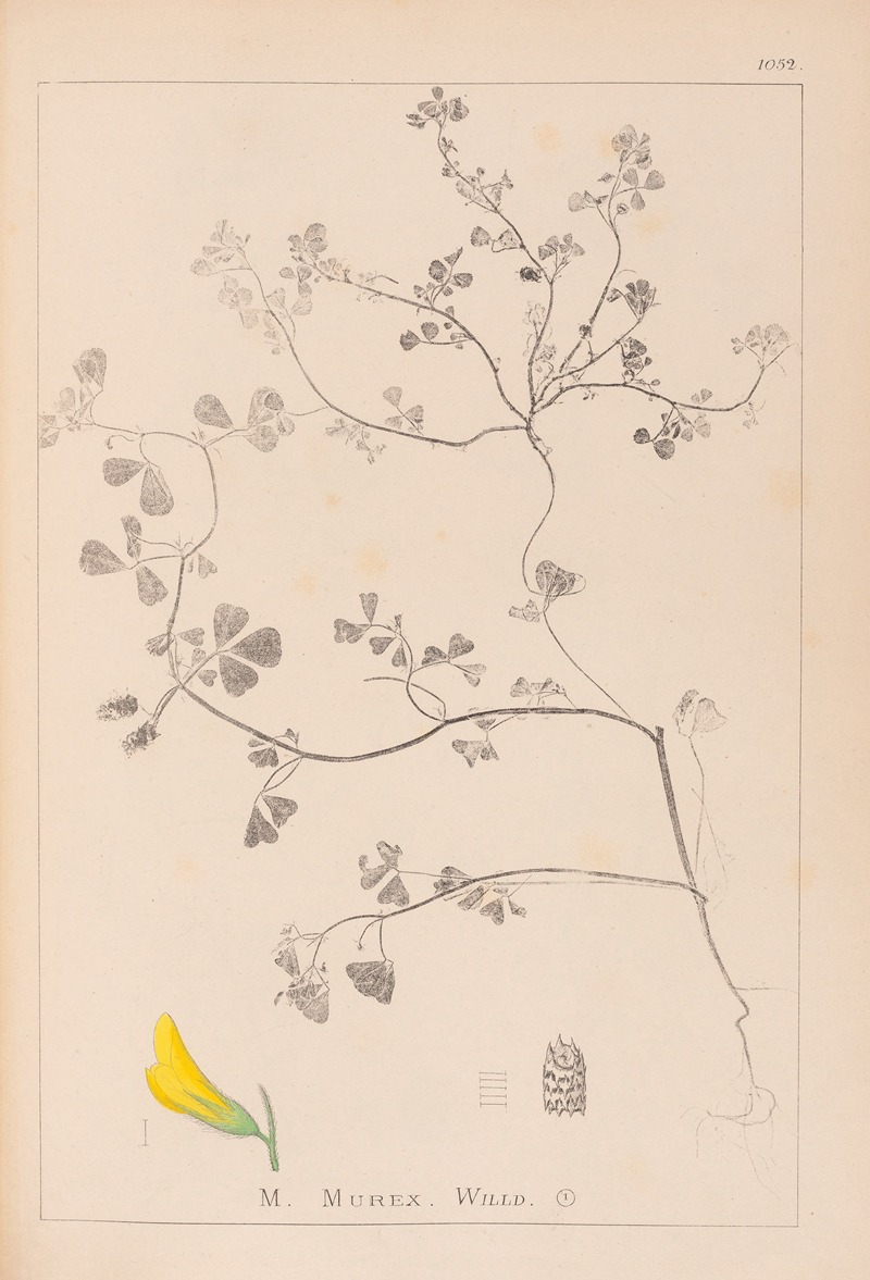 Louis Antoine Cusin - Herbier de la flore française Pl.0290