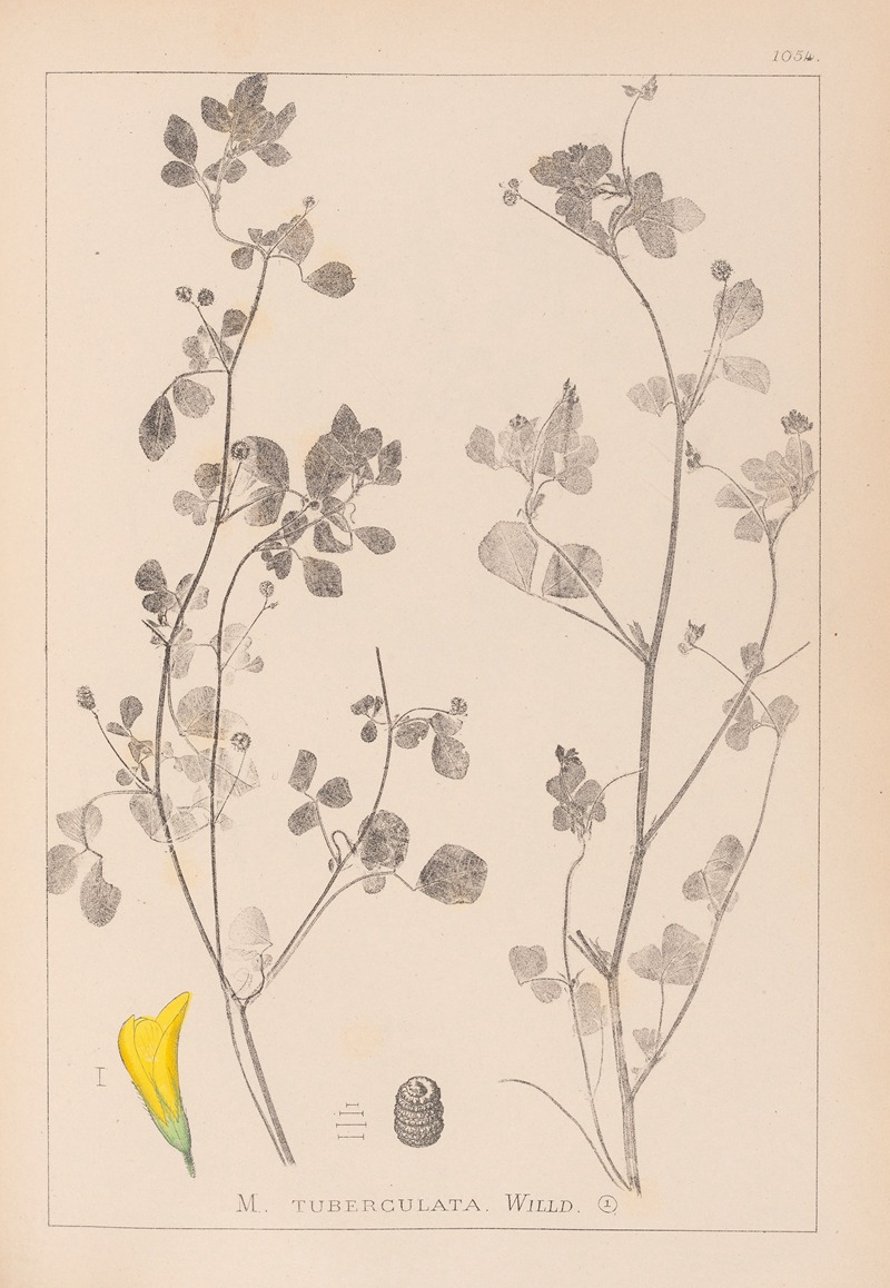 Louis Antoine Cusin - Herbier de la flore française Pl.0291