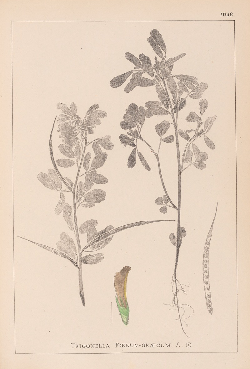 Louis Antoine Cusin - Herbier de la flore française Pl.0295