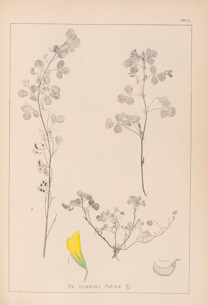 Louis Antoine Cusin - Herbier de la flore française Pl.0301