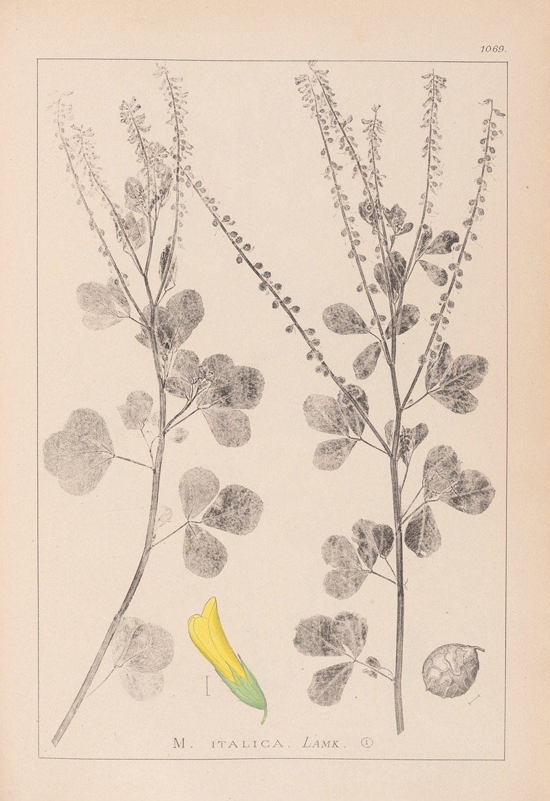 Louis Antoine Cusin - Herbier de la flore française Pl.0306