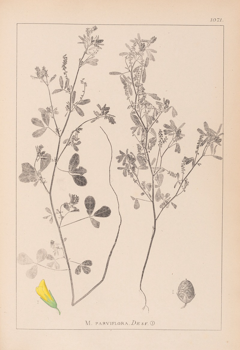 Louis Antoine Cusin - Herbier de la flore française Pl.0308