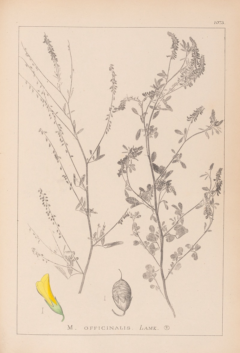 Louis Antoine Cusin - Herbier de la flore française Pl.0310