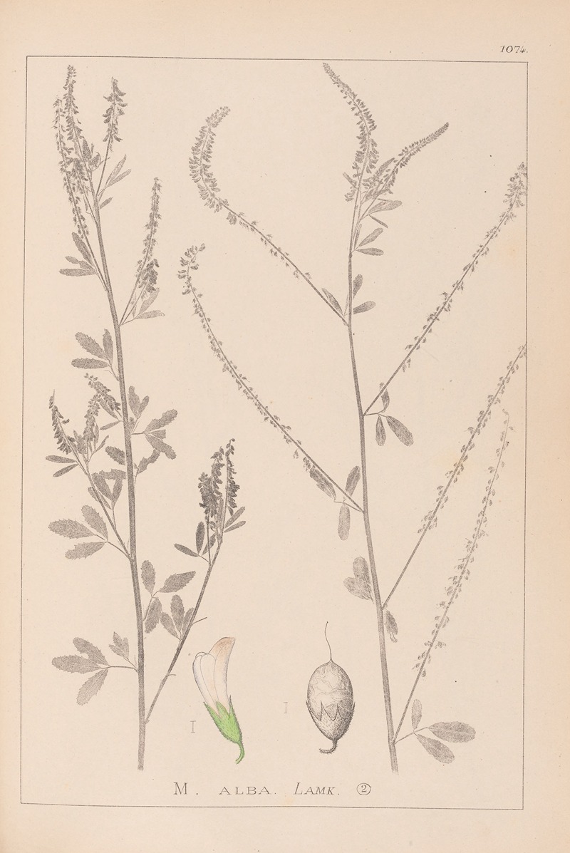 Louis Antoine Cusin - Herbier de la flore française Pl.0311