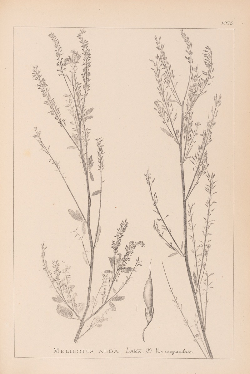 Louis Antoine Cusin - Herbier de la flore française Pl.0312