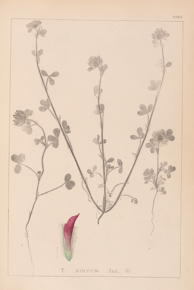 Louis Antoine Cusin - Herbier de la flore française Pl.0321