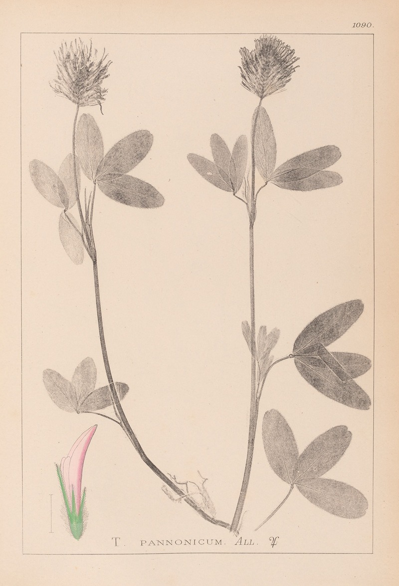 Louis Antoine Cusin - Herbier de la flore française Pl.0326