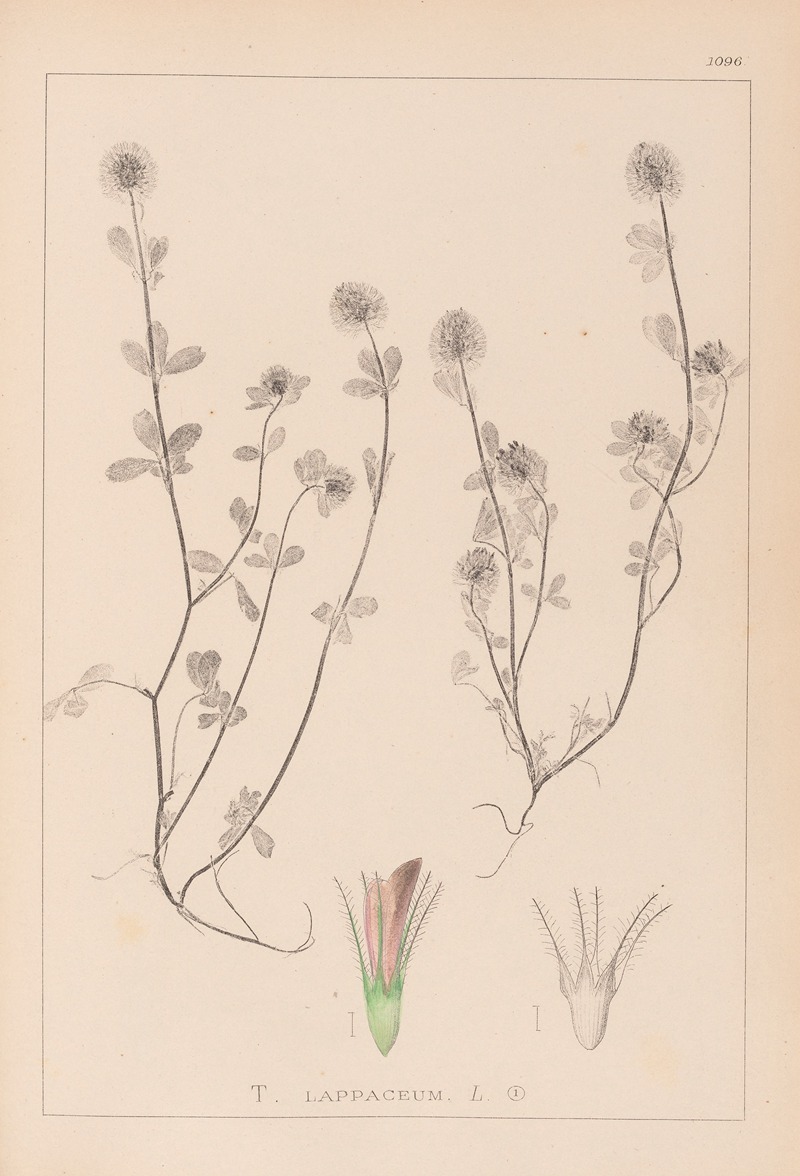 Louis Antoine Cusin - Herbier de la flore française Pl.0332