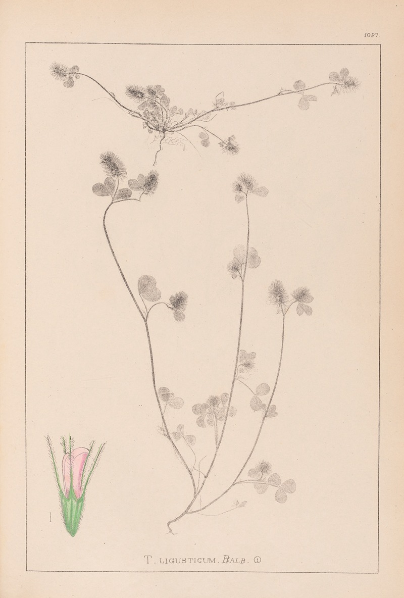 Louis Antoine Cusin - Herbier de la flore française Pl.0333