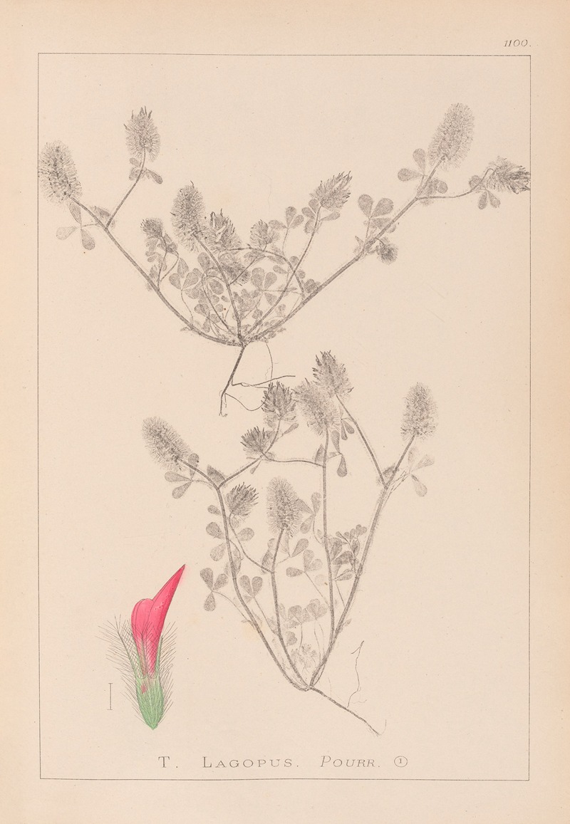 Louis Antoine Cusin - Herbier de la flore française Pl.0336