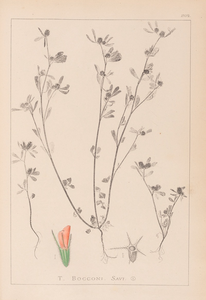Louis Antoine Cusin - Herbier de la flore française Pl.0338