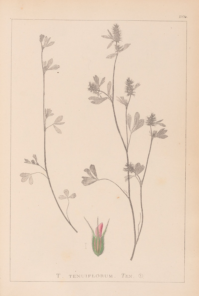 Louis Antoine Cusin - Herbier de la flore française Pl.0340
