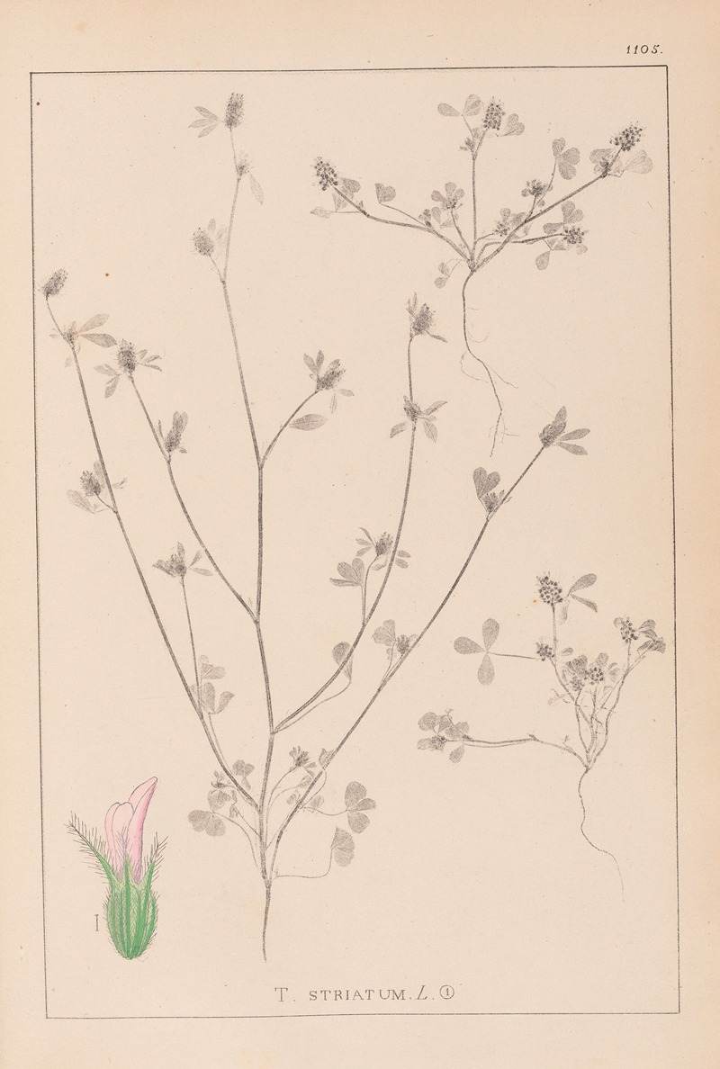 Louis Antoine Cusin - Herbier de la flore française Pl.0341