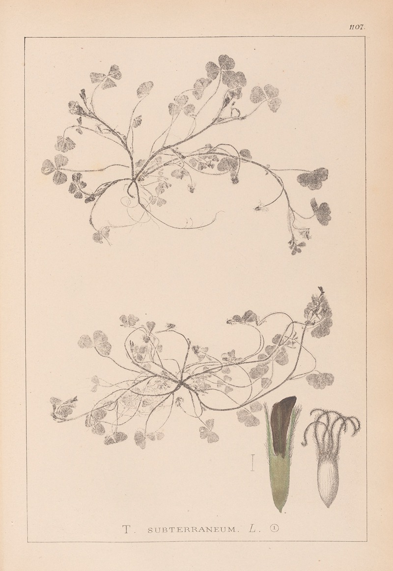 Louis Antoine Cusin - Herbier de la flore française Pl.0343
