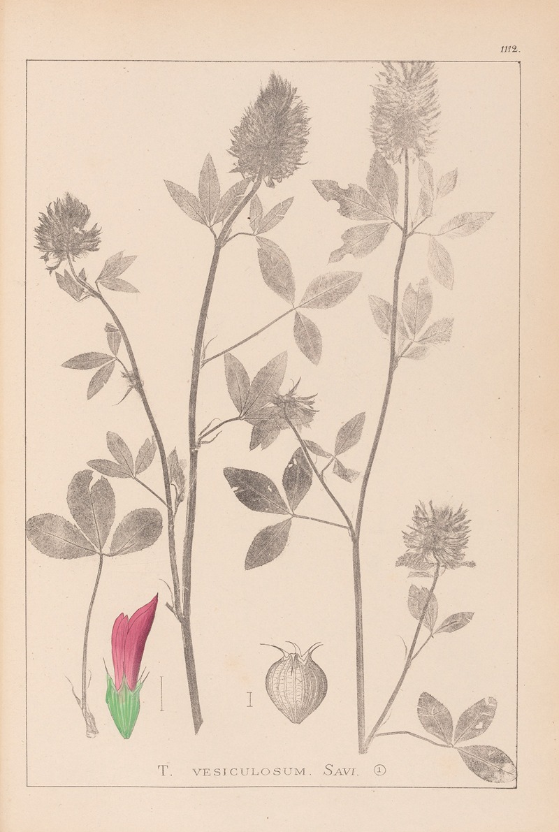 Louis Antoine Cusin - Herbier de la flore française Pl.0347