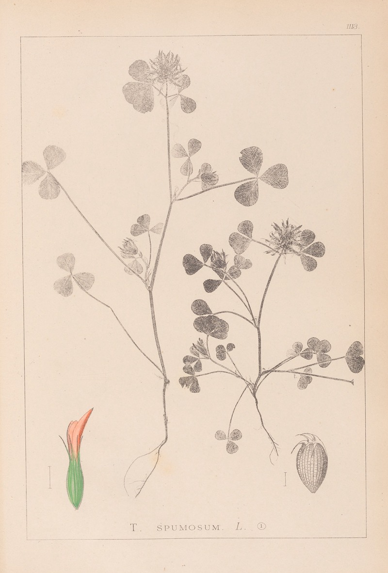 Louis Antoine Cusin - Herbier de la flore française Pl.0348