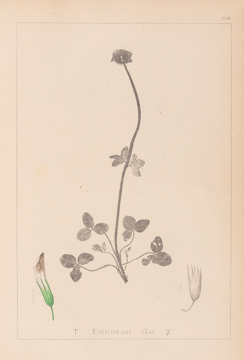 Louis Antoine Cusin - Herbier de la flore française Pl.0353