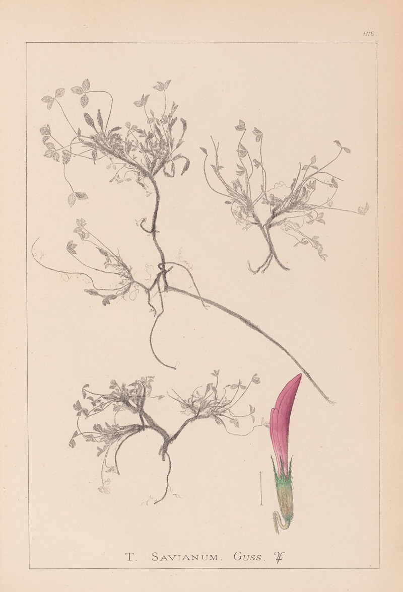 Louis Antoine Cusin - Herbier de la flore française Pl.0354