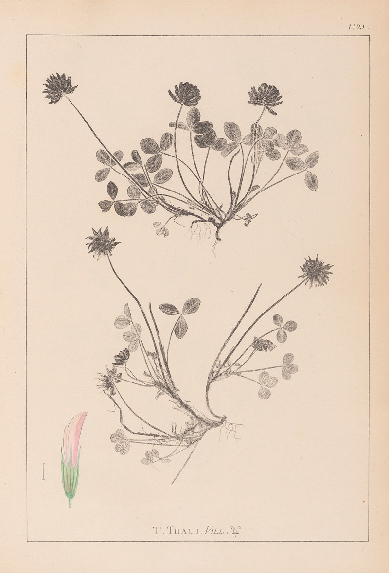 Louis Antoine Cusin - Herbier de la flore française Pl.0356