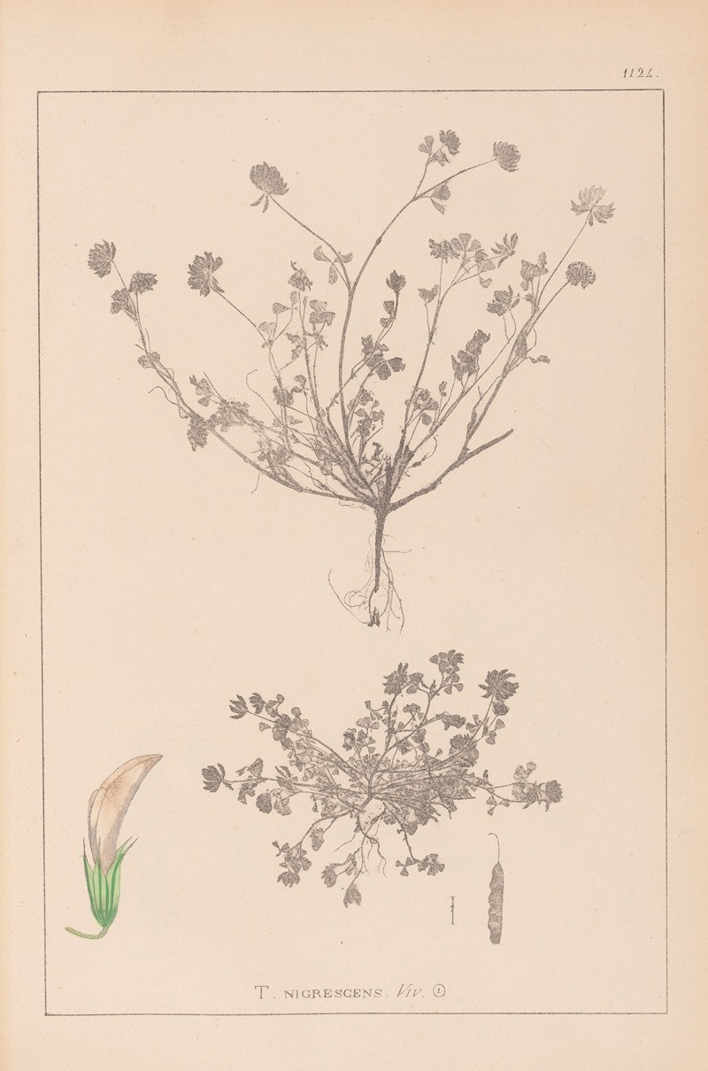 Louis Antoine Cusin - Herbier de la flore française Pl.0359