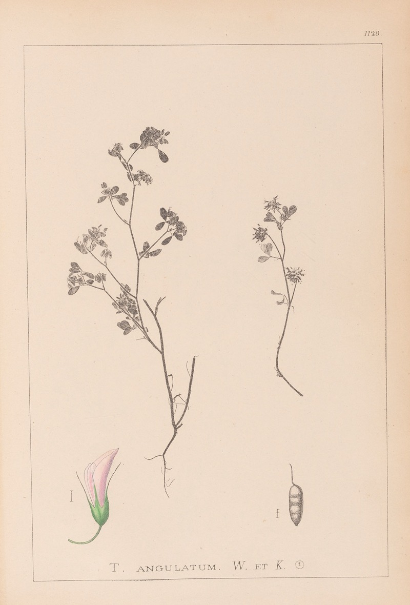 Louis Antoine Cusin - Herbier de la flore française Pl.0362