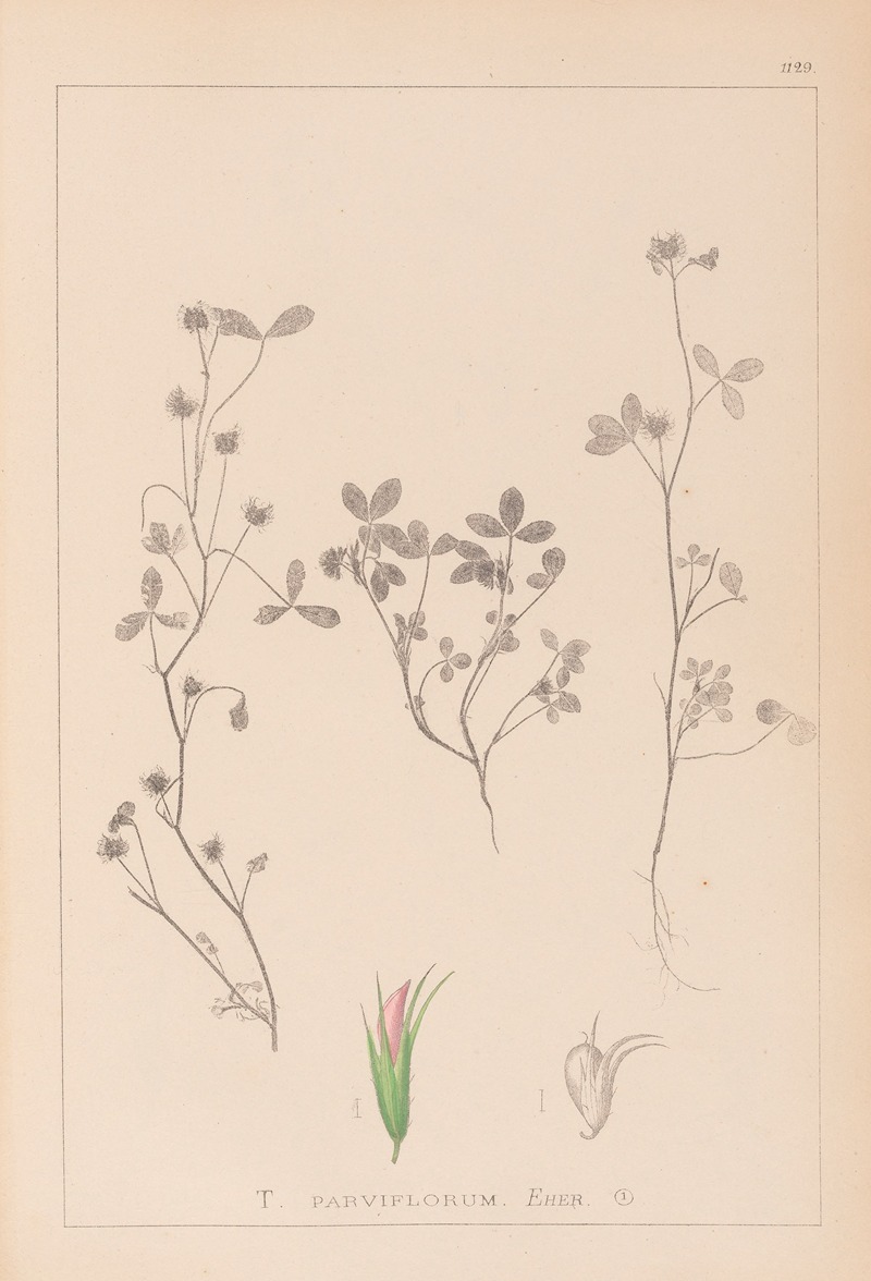 Louis Antoine Cusin - Herbier de la flore française Pl.0363