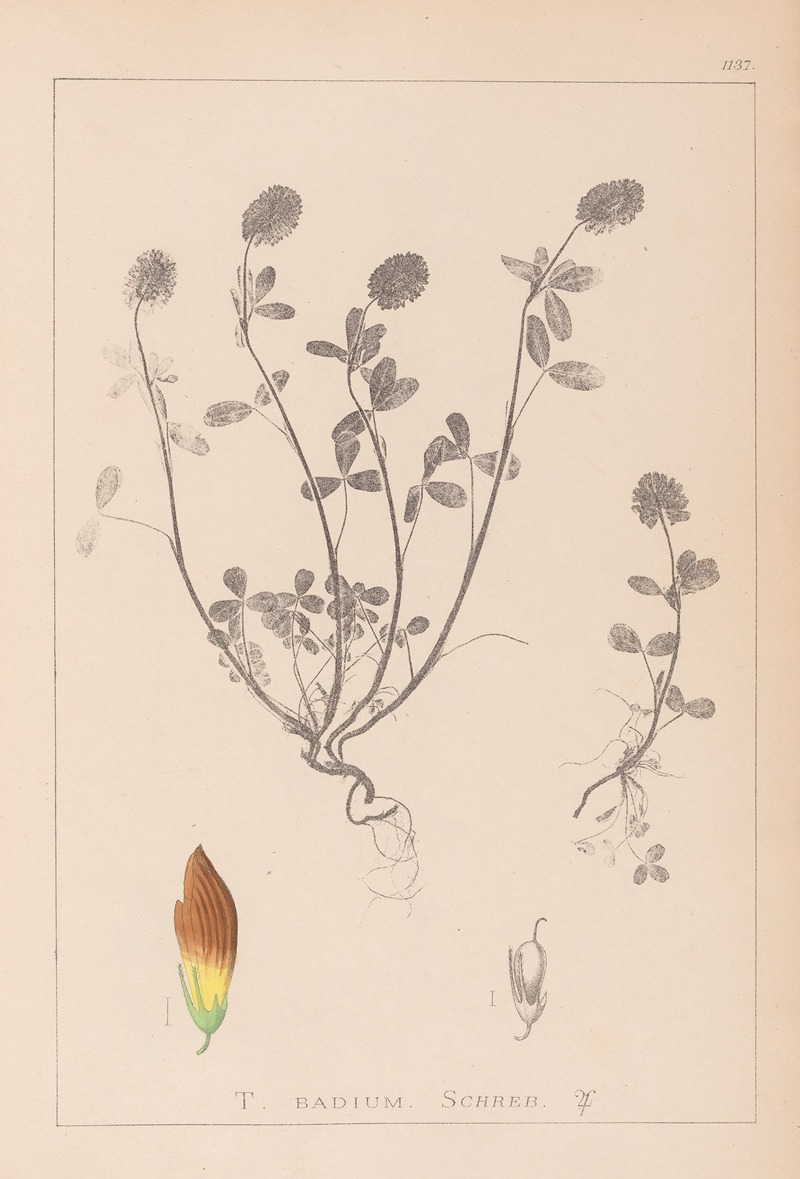 Louis Antoine Cusin - Herbier de la flore française Pl.0371