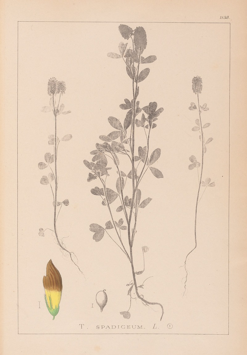 Louis Antoine Cusin - Herbier de la flore française Pl.0372