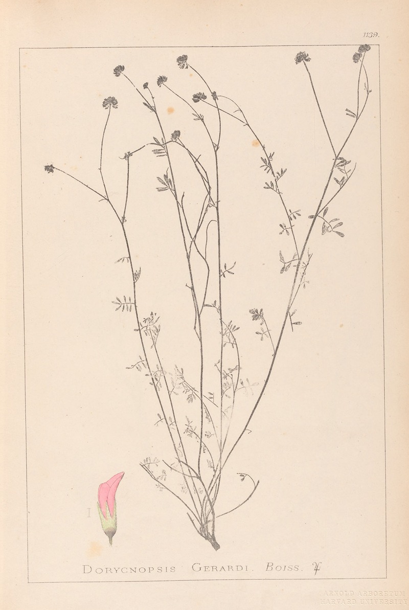 Louis Antoine Cusin - Herbier de la flore française Pl.0373
