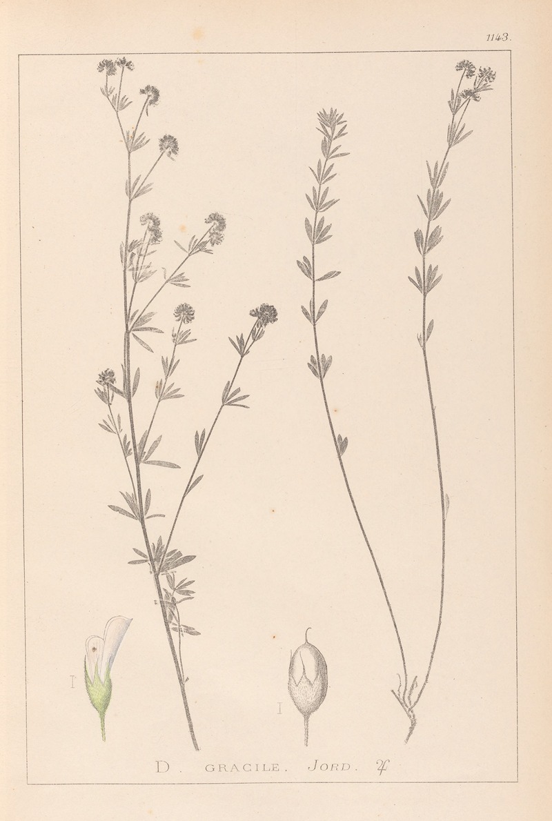 Louis Antoine Cusin - Herbier de la flore française Pl.0377