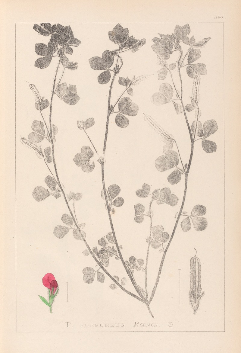 Louis Antoine Cusin - Herbier de la flore française Pl.0380