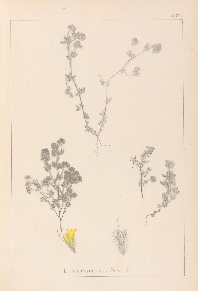 Louis Antoine Cusin - Herbier de la flore française Pl.0384