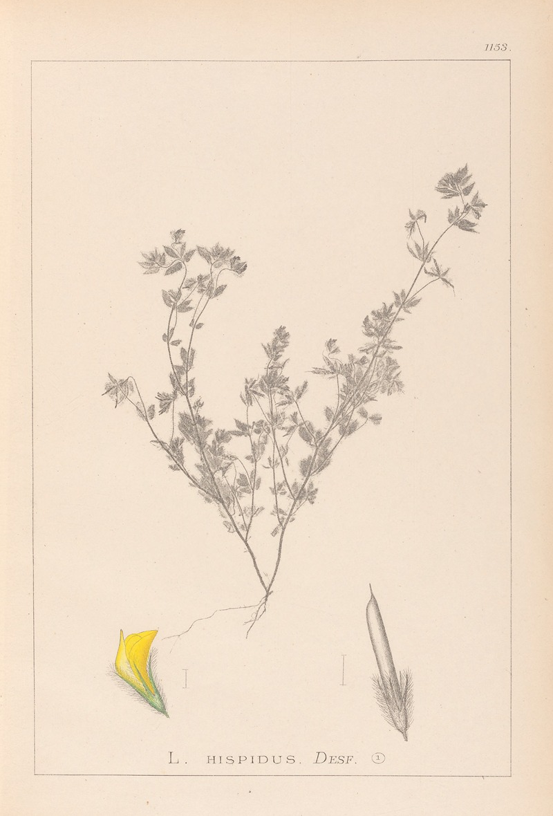 Louis Antoine Cusin - Herbier de la flore française Pl.0387