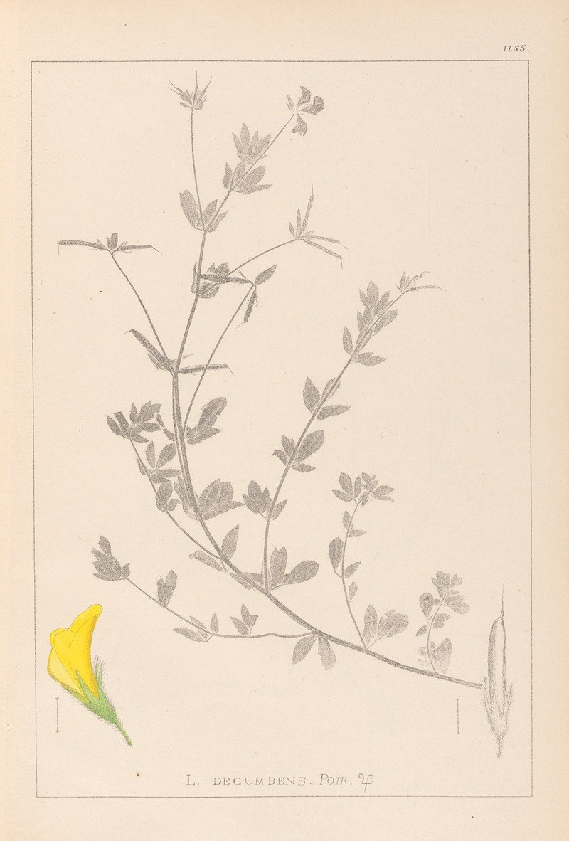 Louis Antoine Cusin - Herbier de la flore française Pl.0389