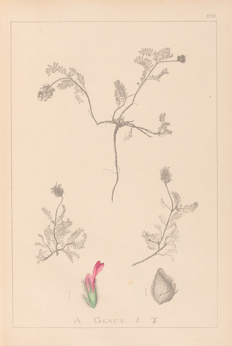 Louis Antoine Cusin - Herbier de la flore française Pl.0410