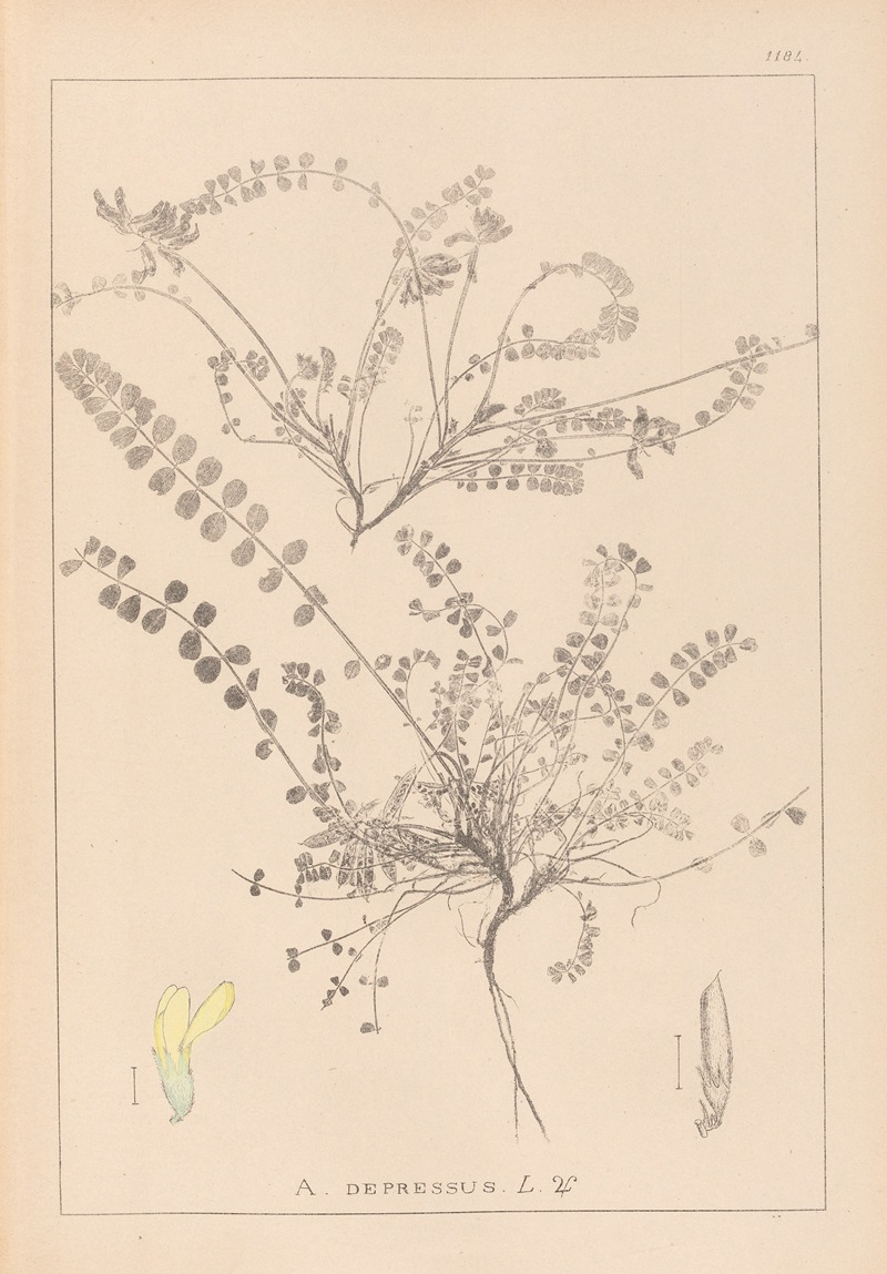 Louis Antoine Cusin - Herbier de la flore française Pl.0418