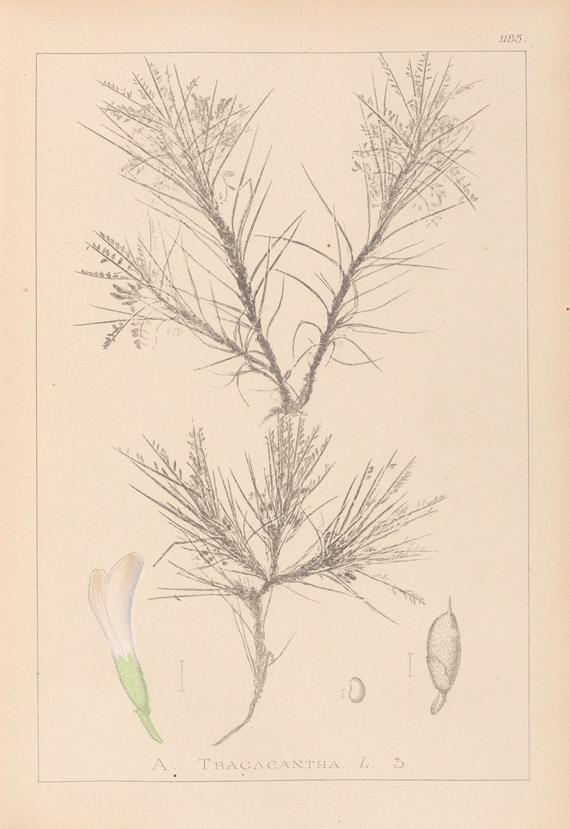 Louis Antoine Cusin - Herbier de la flore française Pl.0419