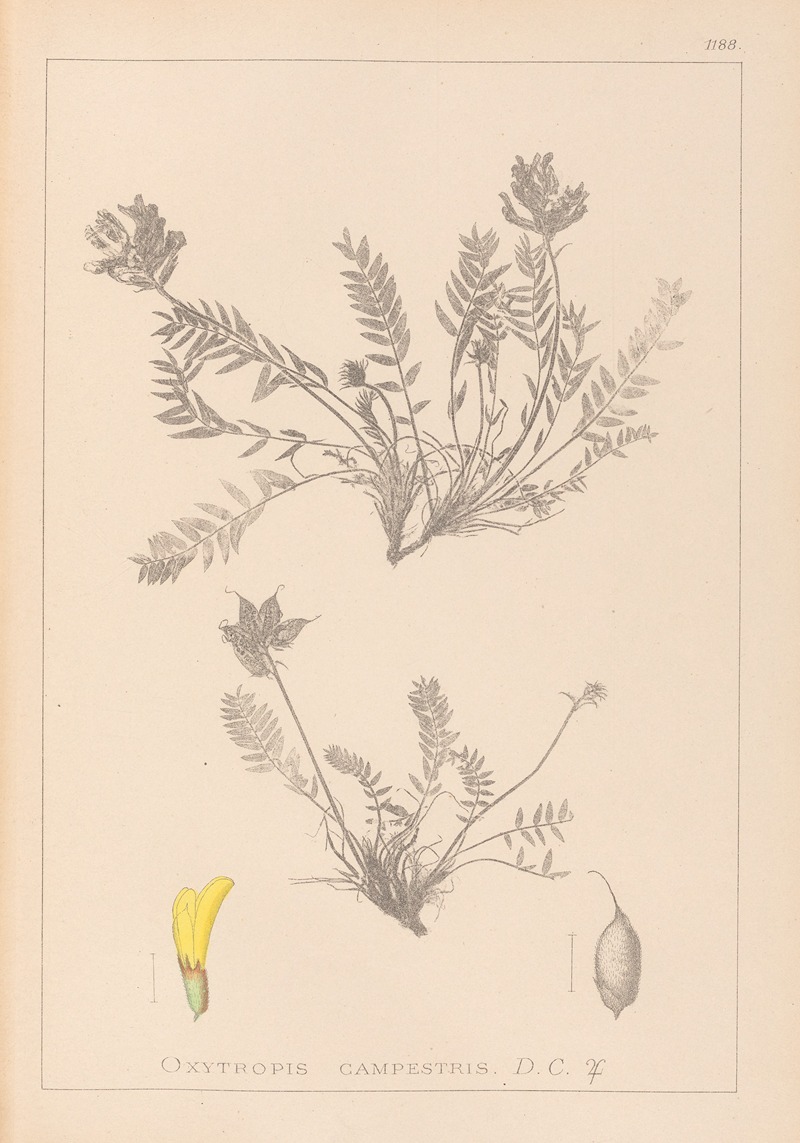 Louis Antoine Cusin - Herbier de la flore française Pl.0422