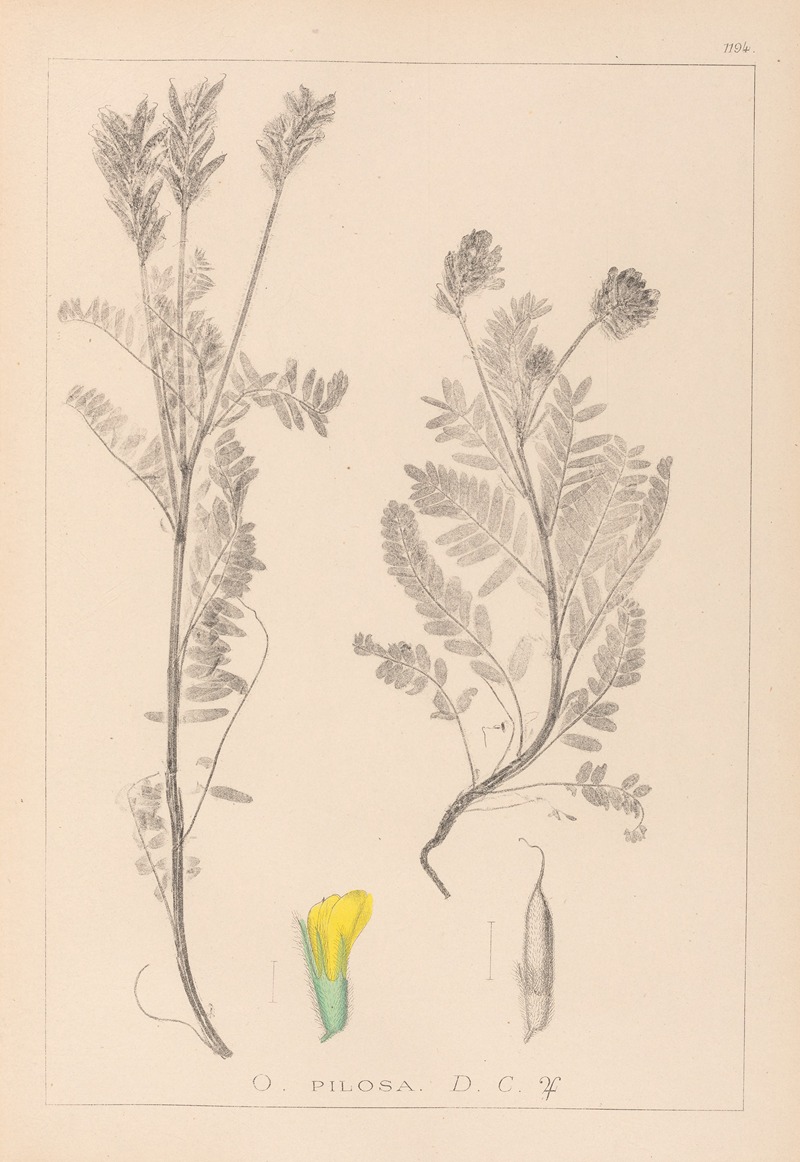 Louis Antoine Cusin - Herbier de la flore française Pl.0428