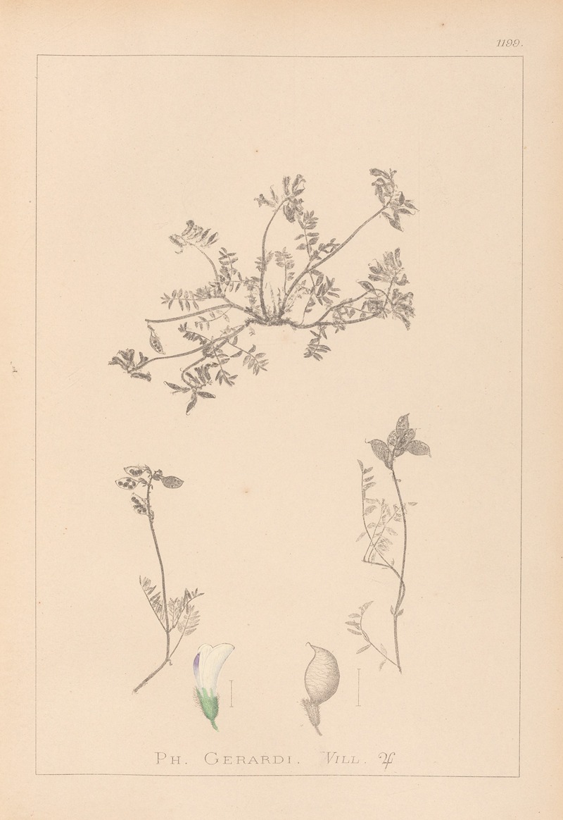 Louis Antoine Cusin - Herbier de la flore française Pl.0433