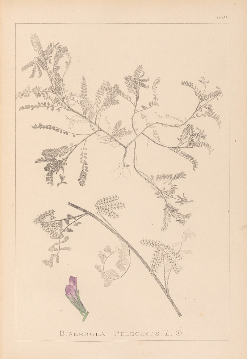 Louis Antoine Cusin - Herbier de la flore française Pl.0435